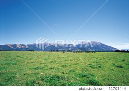 牛，南島，新西蘭 31703444