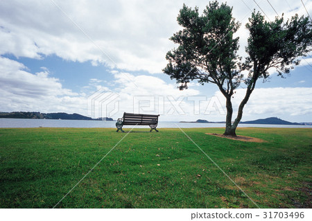 Bench, North Island, New Zealand 31703496