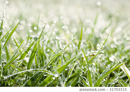 滴灌 選擇重點 草坪 31703515