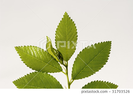 leaf, Lucky, a plant 31703526