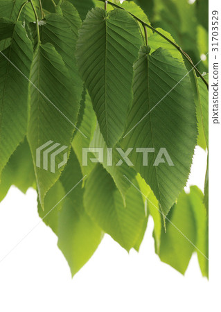tree, leaf, a plant 31703529