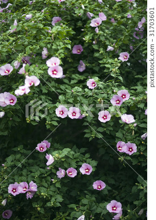 Rose of Sharon 31703601