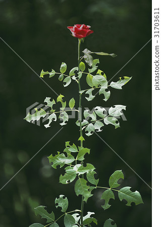 玫瑰 31703611