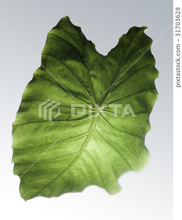 Taro leaf 31703628