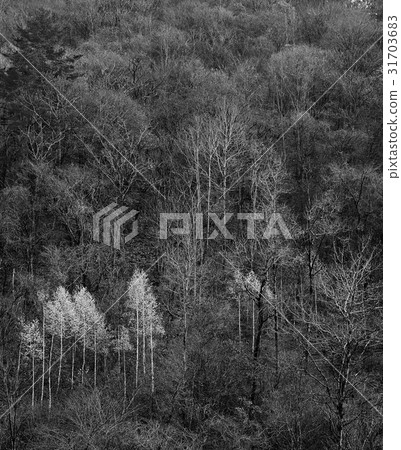 Pyeongchang-gun, Gangwon-do Pyeongchang-gun, Gangwon-do 31703683