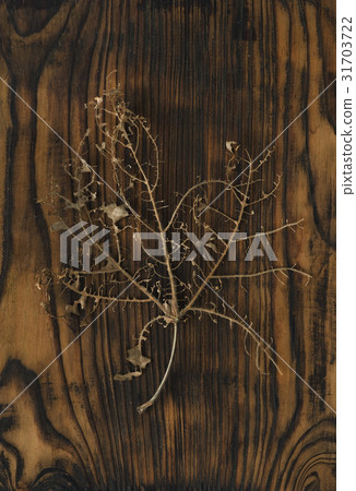 Grain, leaf, nervure 31703722