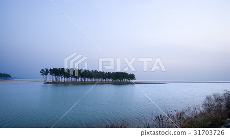 Pine, Solsum, Wolcheonri, Samcheok, Gangwon-do 31703726