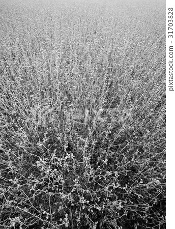 Buckwheat field Buckwheat field 31703828