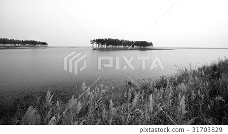 Pine, Solsum, Wolcheonri, Samcheok, Gangwon-do Pine, Solsum, Wolcheonri, Samcheok, Gangwon-do 31703829