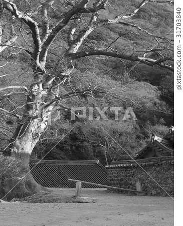 Daeheung Temple, Haenam-gun, Jeonnam Daeheung Temple, Haenam-gun, Jeonnam 31703840