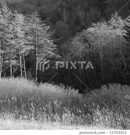 Jeongseon-gun, Gangwon-do 31703852