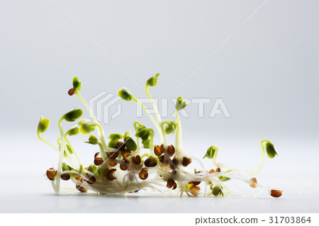 蘿蔔芽 蘿蔔芽 31703864