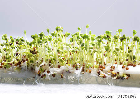 蘿蔔芽 蘿蔔芽 31703865