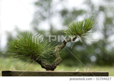Pine tree 31704027