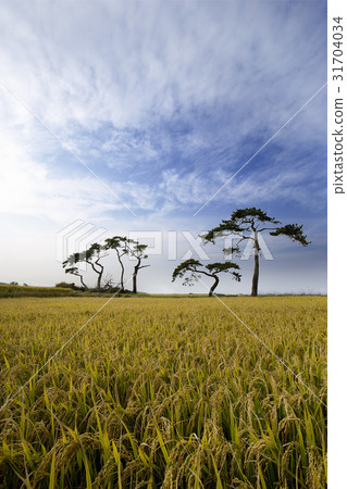 松，浦項，慶北 31704034