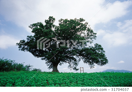 Zerty Tree，保寧，忠南 31704037