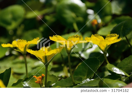 Asaza's yellow flower blooms 31704182