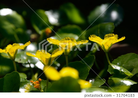 Asaza's yellow flower blooms 31704183