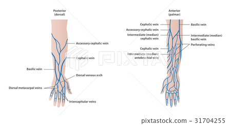 Vein plotting in the arm illustration vector Vein plotting in the arm illustration vector 31704255