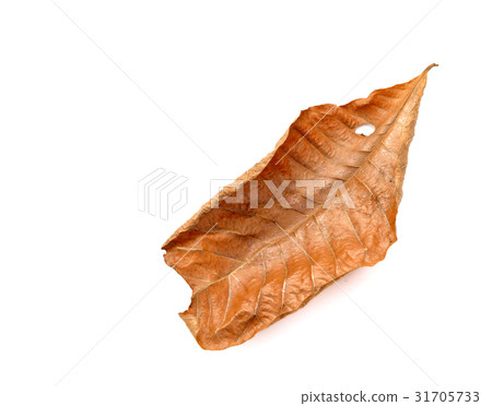 dry leaf closeup on the white background 31705733