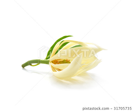 Champee Thai Flowers on white backgrounds 31705735