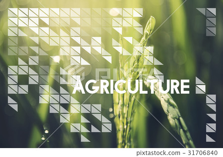 Alternative Farming Sustainable Nature Concept Alternative Farming Sustainable Nature Concept 31706840