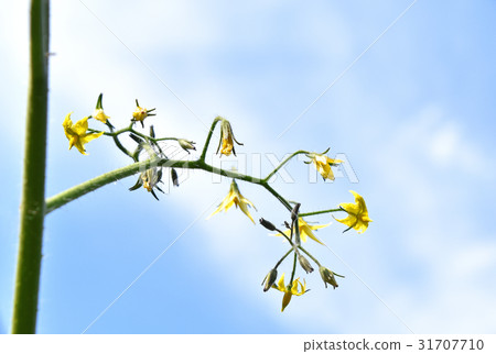 番茄花 番茄花 31707710