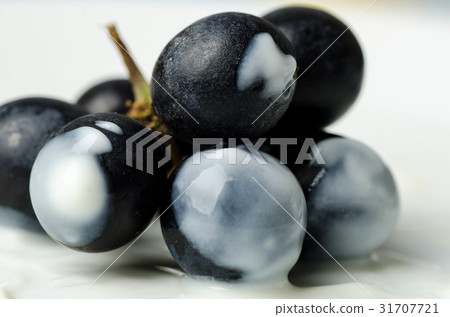 Fresh grape dip in yogurt,Healthy food Fresh grape dip in yogurt,Healthy food 31707721