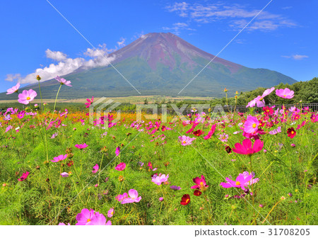 花園和富士山在花公園公園 -  778716 31708205