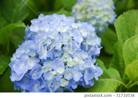 hydrangea   31710536