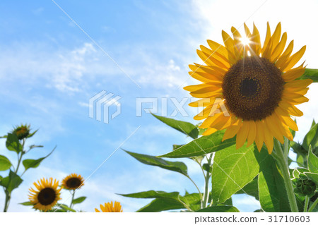 Sunflower flower blue sky background 31710603