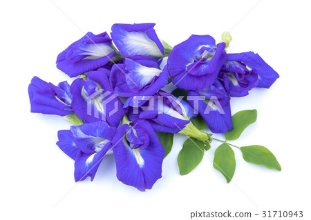 Pea flowers isolate on white 31710943