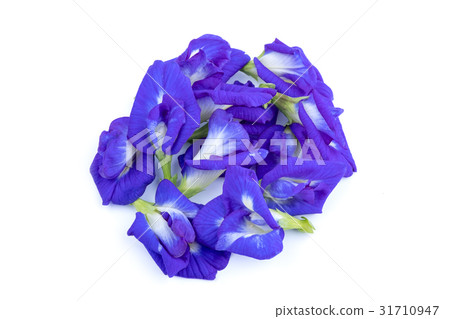 Pea flowers isolate on white 31710947