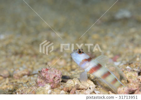 Himedatehaze Himedatehaze 31713951