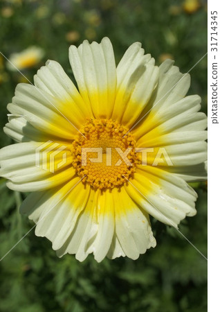 強姦菊花 強姦菊花 31714345