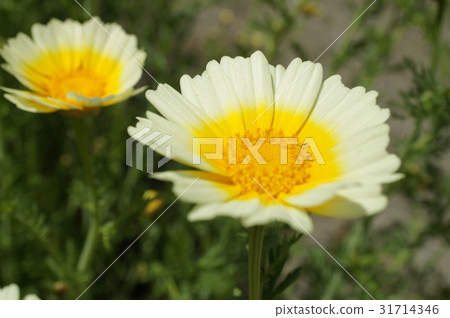 強姦菊花 強姦菊花 31714346