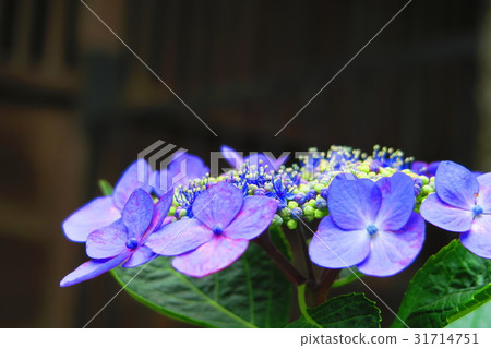 Gaku hydrangea flower Gaku hydrangea flower 31714751