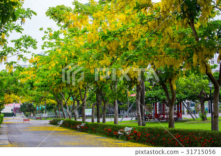Taiwan's Pingtung Neipu Veterans' Home, Abalone Asia Taiwan flowers Taiwan's Pingtung Neipu Veterans' Home, Abalone Asia Taiwan flowers 31715056