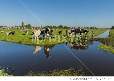 View on Ransdorp with Cows View on Ransdorp with Cows 31715272