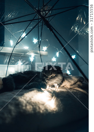 Portrait of a cat under an umbrella with garlands Portrait of a cat under an umbrella with garlands 31715556