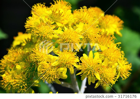 Shirota aegi 31716176