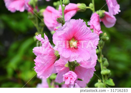 蜀葵 蜀葵 31716283