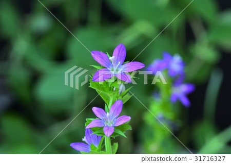 Flying snow 31716327