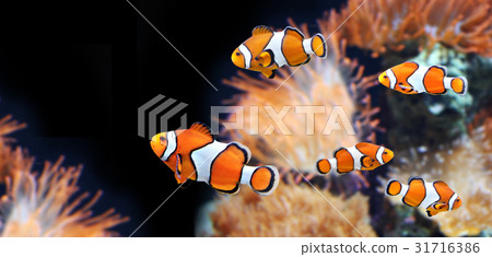 Sea anemone and clown fish 31716386