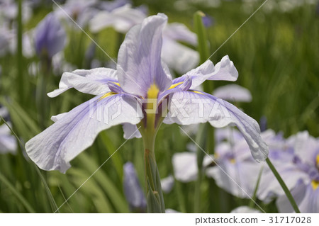 老特拉達（虹膜的品種） 31717028