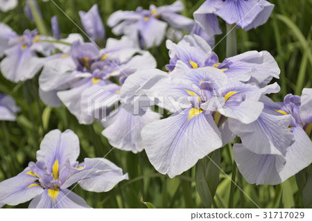 Old Terada (breed of iris) 31717029