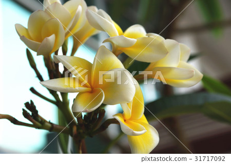 雞蛋花 31717092