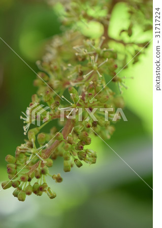 Grapes Grapes 31717224