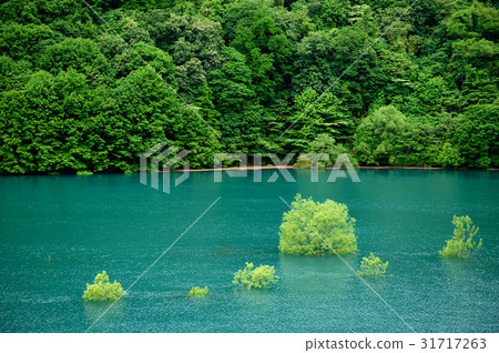 Spring of dam lake Akita prefecture 31717263