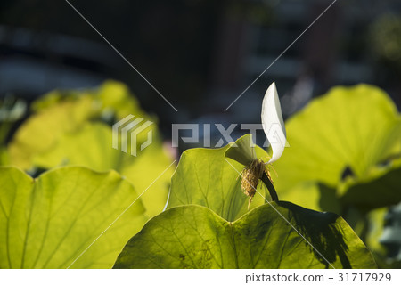 亞洲大學荷花 亞洲大學荷花 31717929
